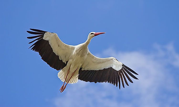 #10 White stork - 16,000 feet