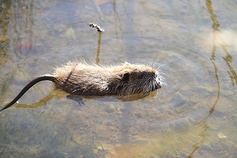 #7 Nutria (Myocastor coypus)