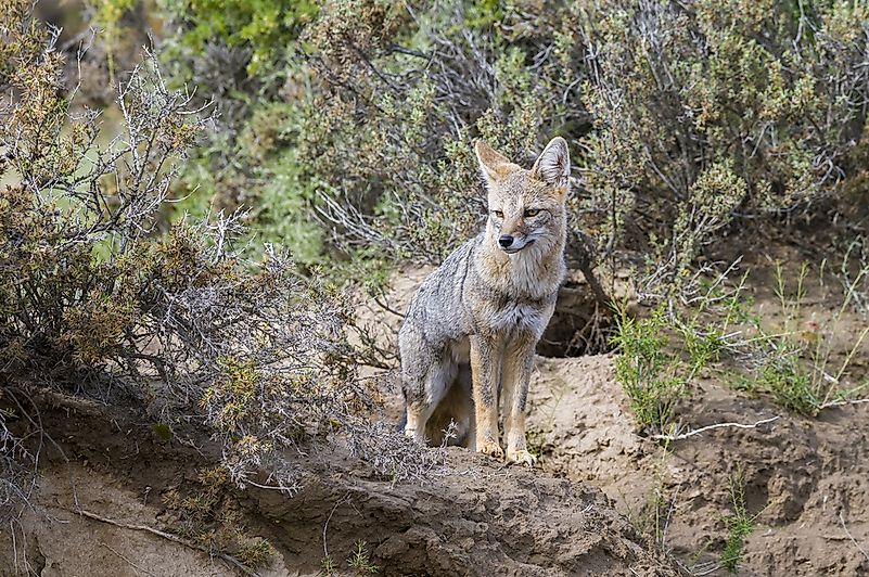 #3 Pampas Fox