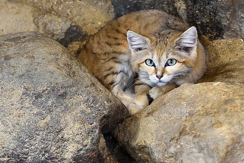 #1 Sand Cat