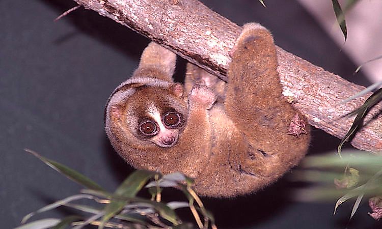 #8 Bornean Slow Loris -