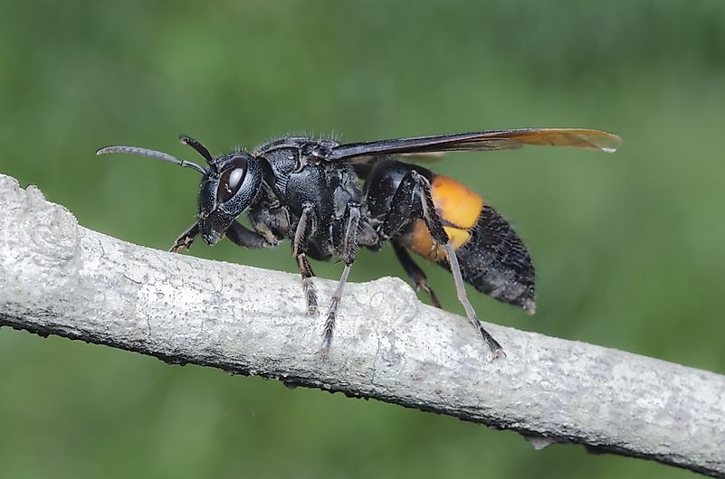 #3 Asian Giant Hornet
