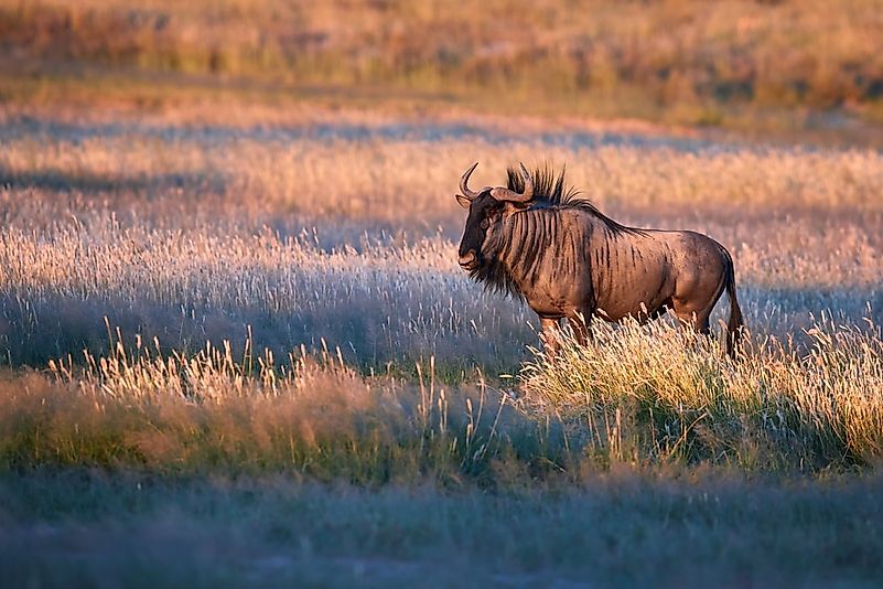 #8 Wildebeest