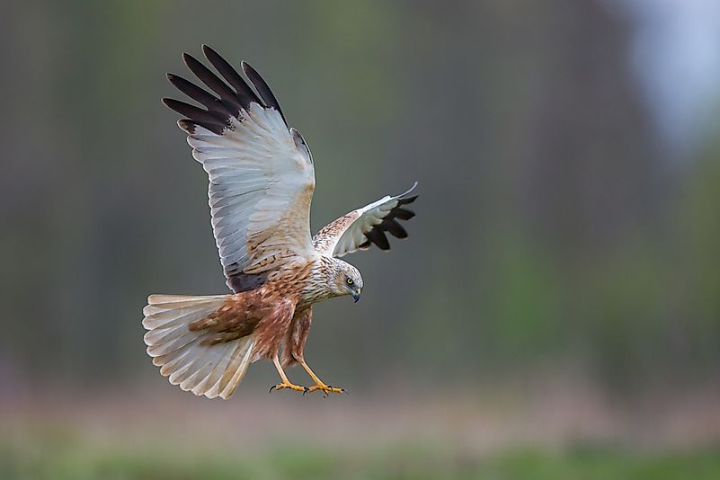 #3 Harriers