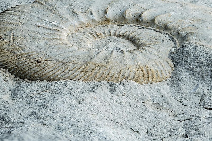 Beringer Yalan Taşları olarak da adlandırılır, 1725 yılında Würzburg Üniversitesi'nden Johann Beringer tarafından keşfedilen kireçtaşı parçalarından yapılmış sahte fosillerdir.