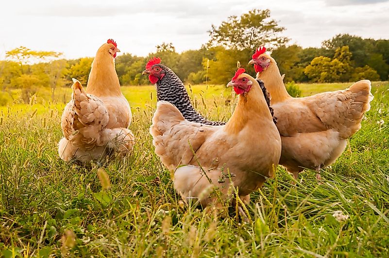 Birds are one of the most common sources of this deadly disease. Birds are one of the most common sources of this deadly disease.