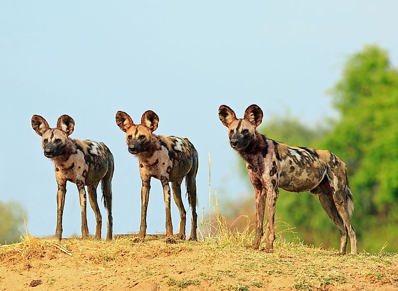 #2 African Wild Dog