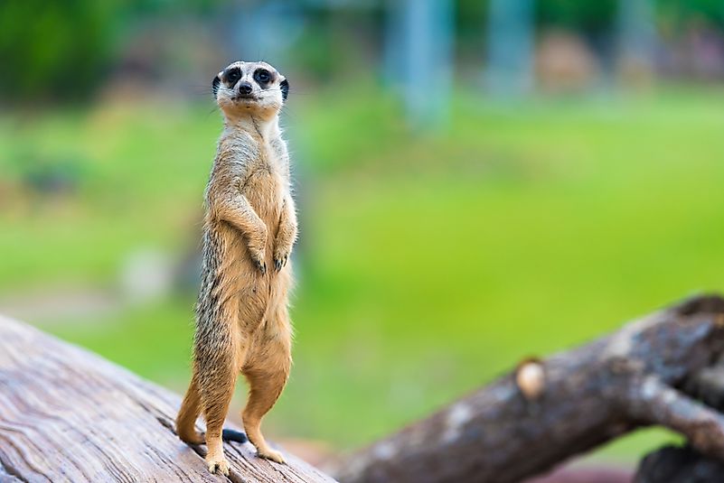 #8 Meerkats