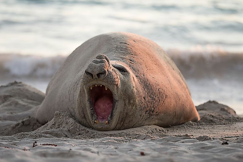 An elephant seal.