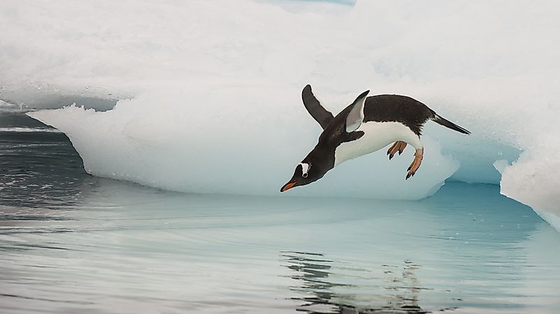 A gentoo penguin jumps into the water. A gentoo penguin jumps into the water.