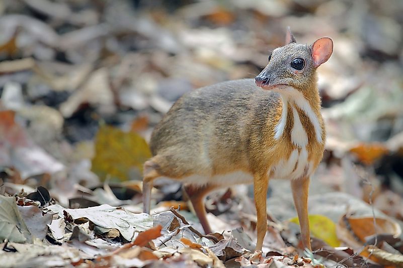 #6 Mouse Deer