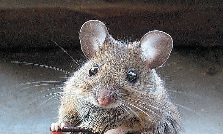 #1 Mouse -