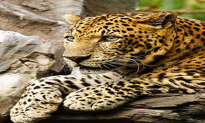 #8 Javan Leopard -