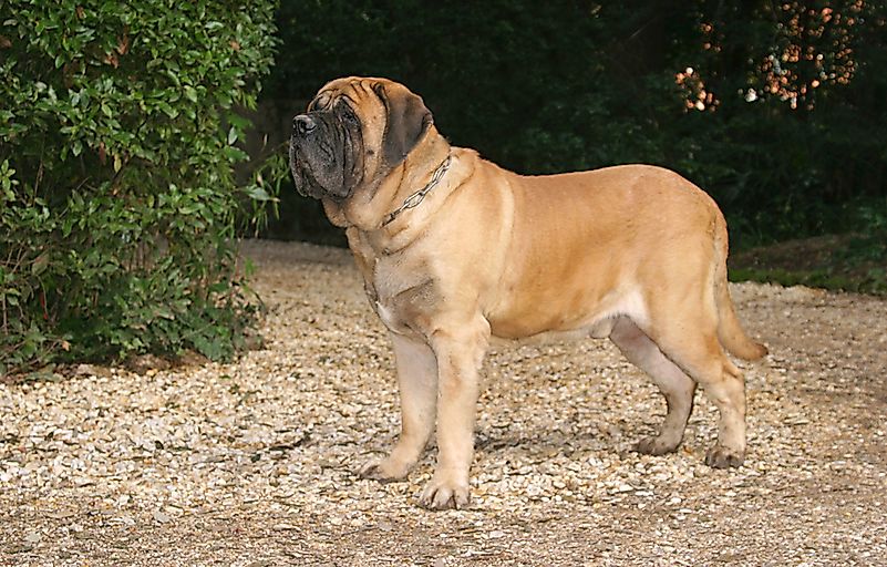 #3 English Mastiff