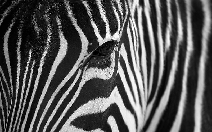 #4 The Secrets Of The Zebra Stripes