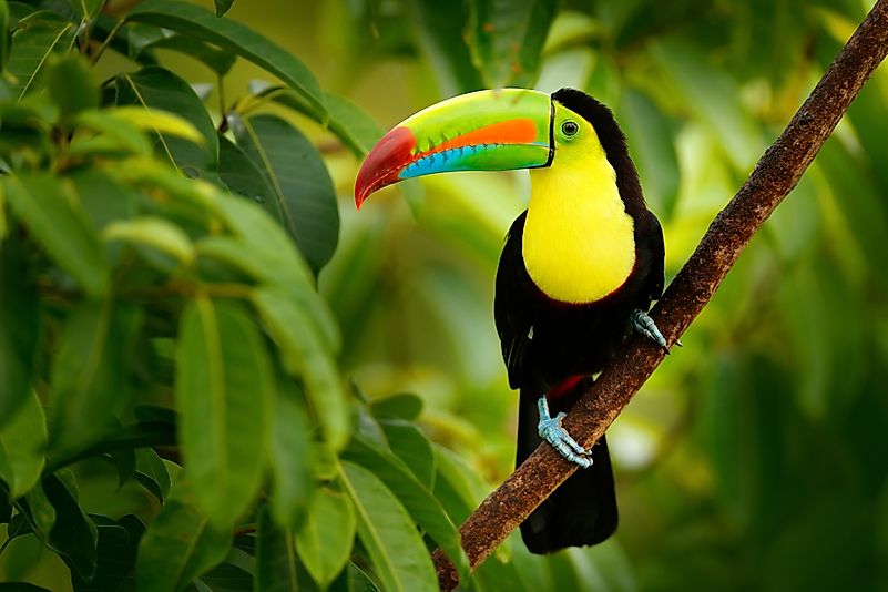 #3 Toucan