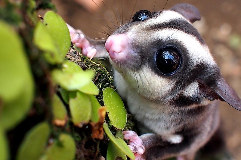 Sugar Glider. Sugar Glider.