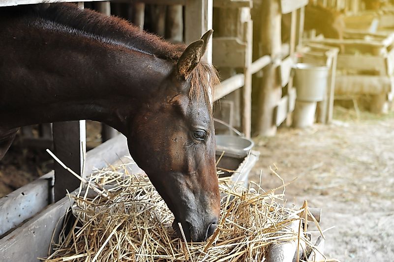 #4 Horse