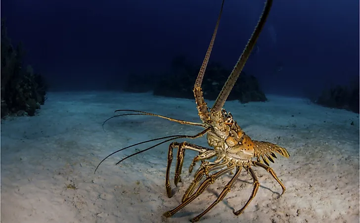 A lobster out looking for food. A lobster out looking for food.