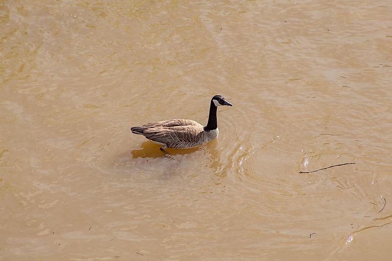 By switching to a more clean source of energy, we could lessen the pollution everywhere, not just the Ohio River. By switching to a more clean source of energy, we could lessen the pollution everywhere, not just the Ohio River.