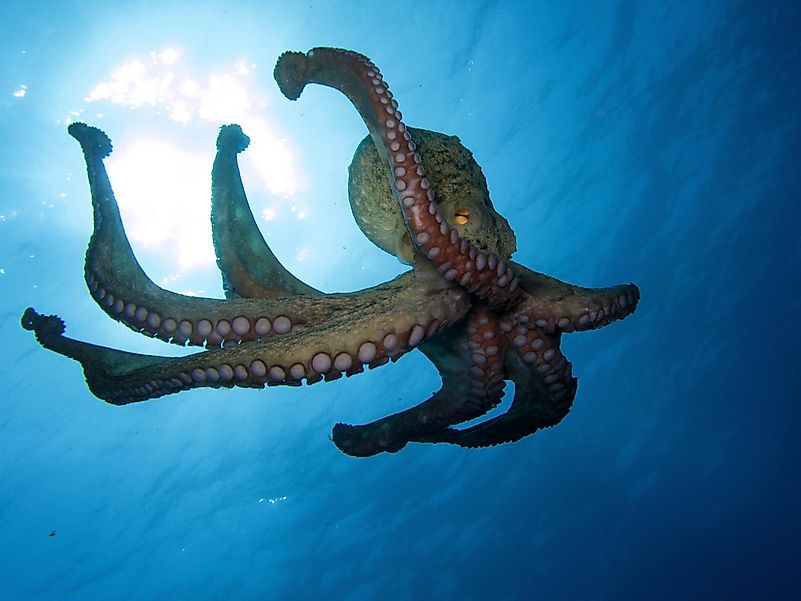An octopus can actually kill a shark if it jumps at it and surprises it. An octopus can actually kill a shark if it jumps at it and surprises it.