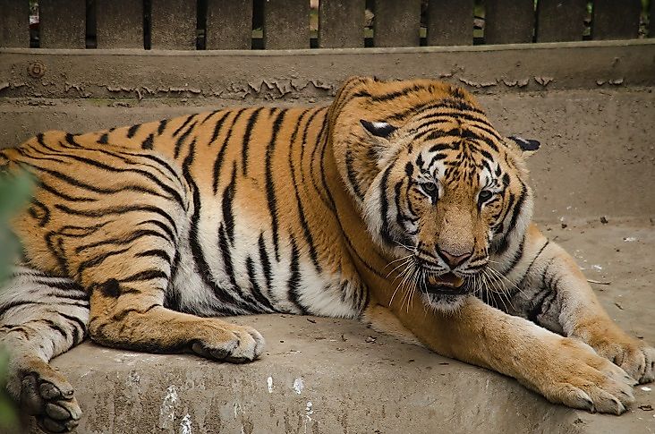 #5 Indochinese Tiger