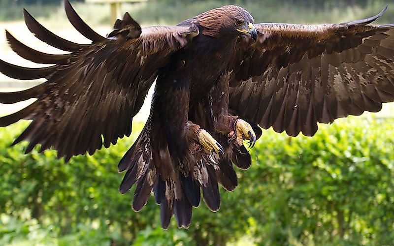 #2 Golden Eagle