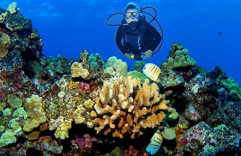 A scuba diver at the Kona Reef. A scuba diver at the Kona Reef.