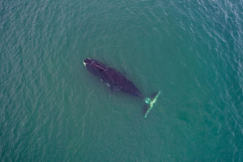 Bowhead whale feeding, Sea of Okhotsk, Russia. Image credit: Wildestanimal/Shutterstock.com Bowhead whale feeding, Sea of Okhotsk, Russia. Image credit: Wildestanimal/Shutterstock.com