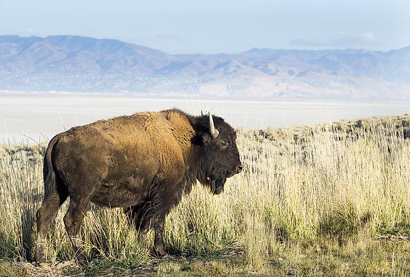 #1 American bison