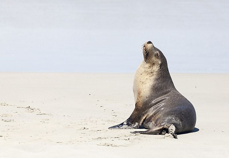 The fur seal has an underbelly which helps to keep them warm. The fur seal has an underbelly which helps to keep them warm.