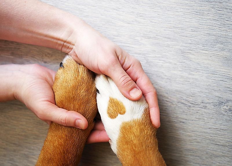 Depois de voltar da caminhada, você pode pelo menos lavar as patas do seu cão e fazer qualquer tipo de lavagem a seco no pêlo.