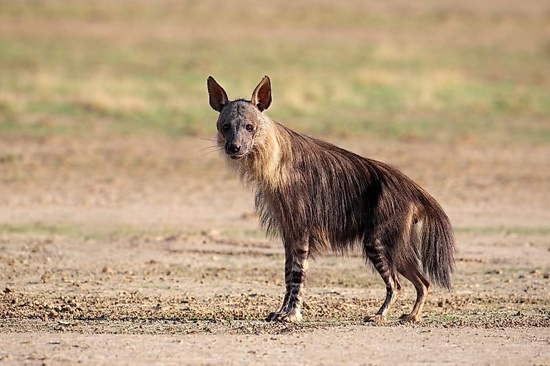 #1 Brown Hyena (Hyaena brunnea)