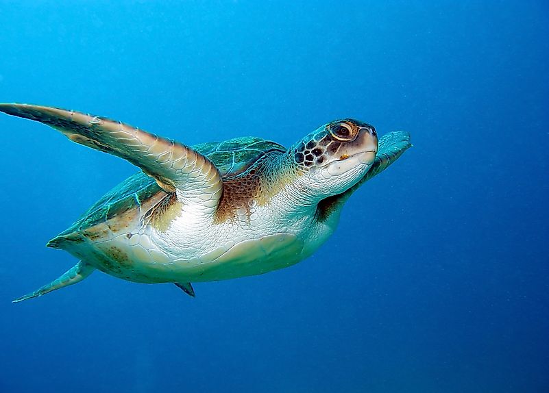 #1 Marine Life On The Canary Islands