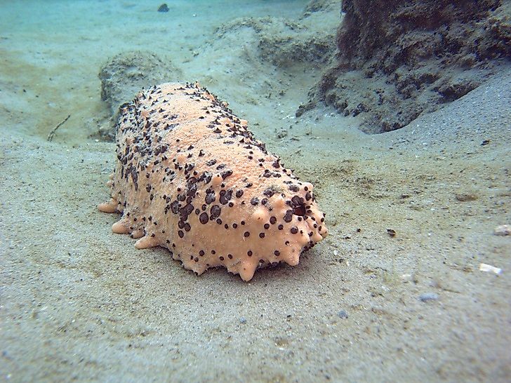 #7 Sea Cucumber
