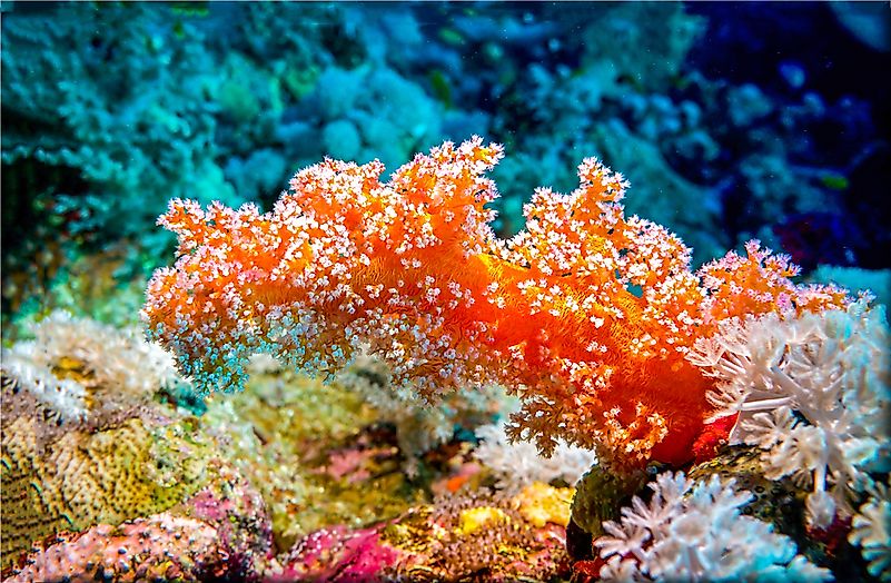 Underwater coral reef.