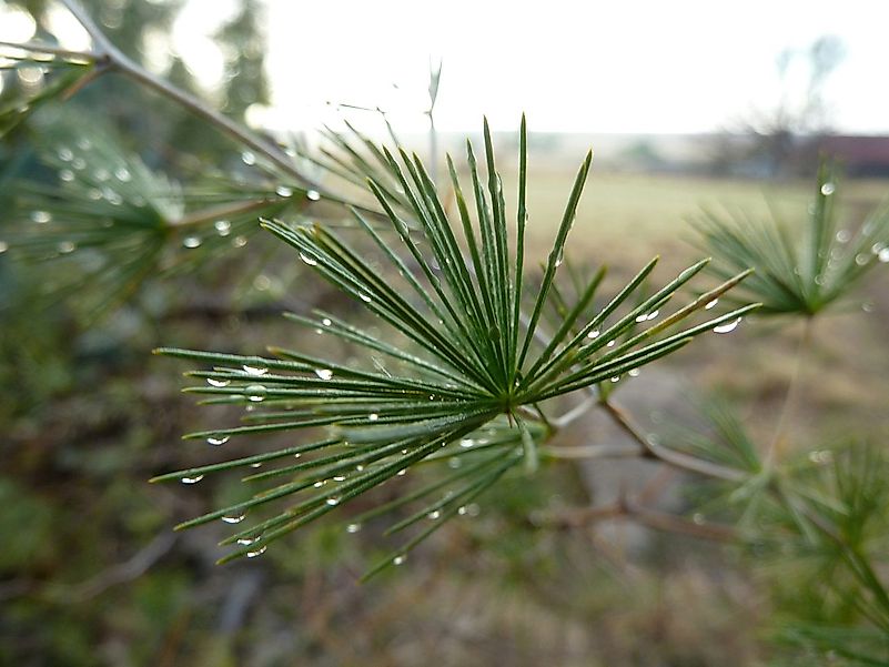 Asparagus laricinus cladodes. Image credit: JMK/Wikimedia.org Asparagus laricinus cladodes. Image credit: JMK/Wikimedia.org