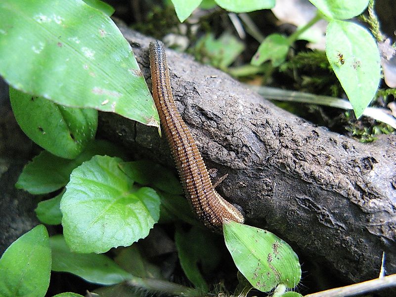 Japanese mountain leech. Image credit: Pieria(Uploader and Photographer)/Public domain Japanese mountain leech. Image credit: Pieria(Uploader and Photographer)/Public domain