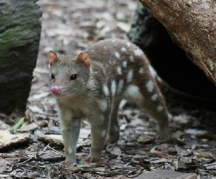 #3 Spotted Quoll