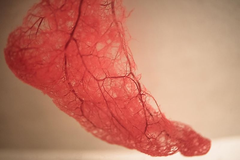 Our blood vessels are small when looked at individually; however, the network they make is complex.