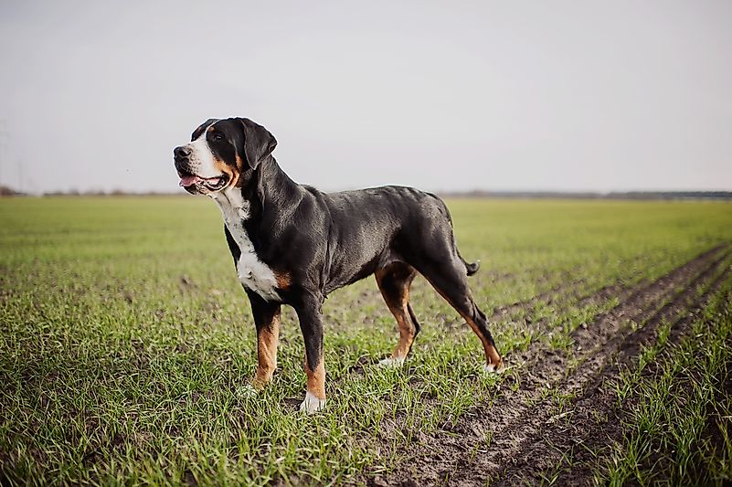 #6 Greater Swiss Mountain Dog