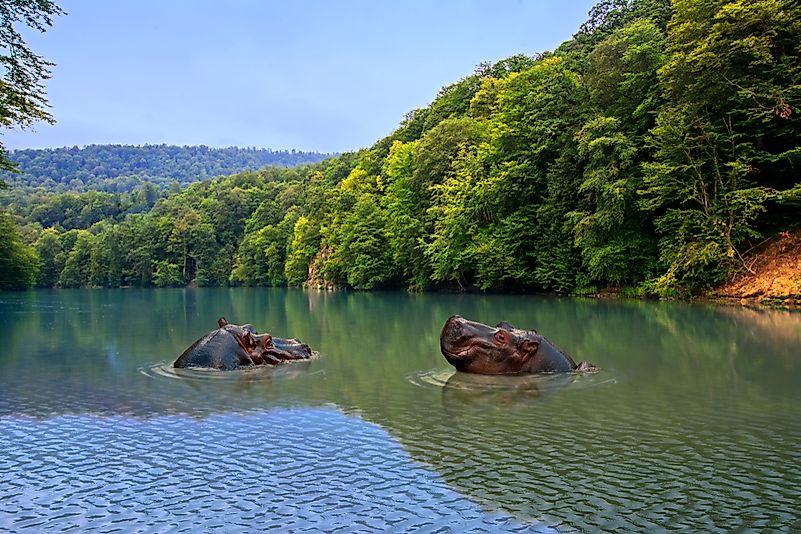 #9 Hippo