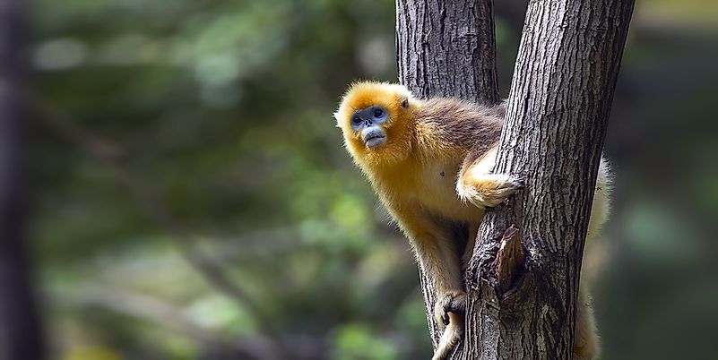 #2 Golden Snub Nosed Monkey