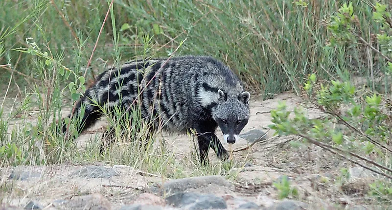 #6 African Civet