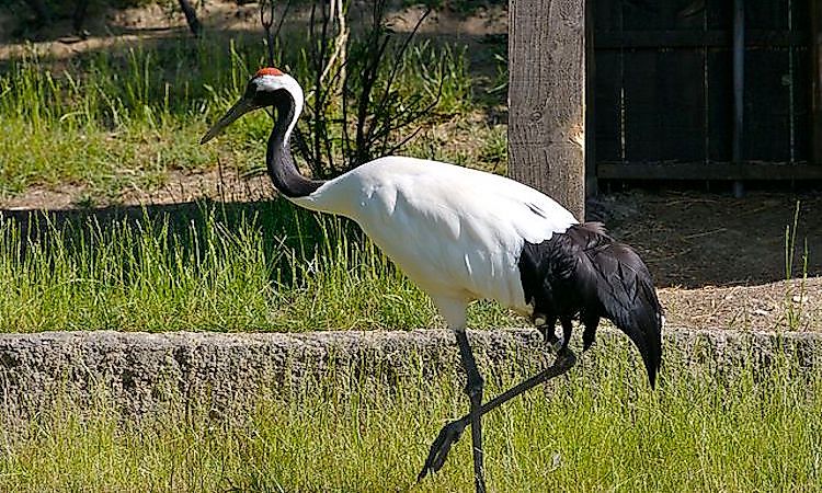 #6 Red-Crowned Crane -