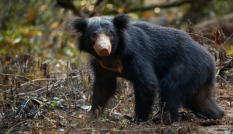 #3 Sri Lankan Sloth Bear