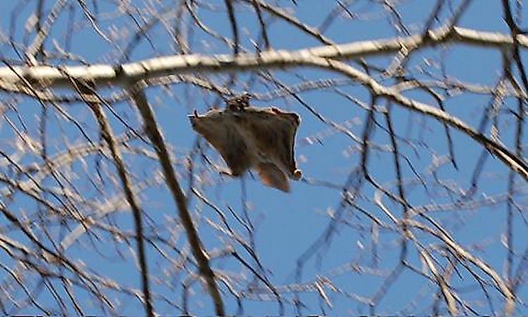 #6 Flying Squirrels -