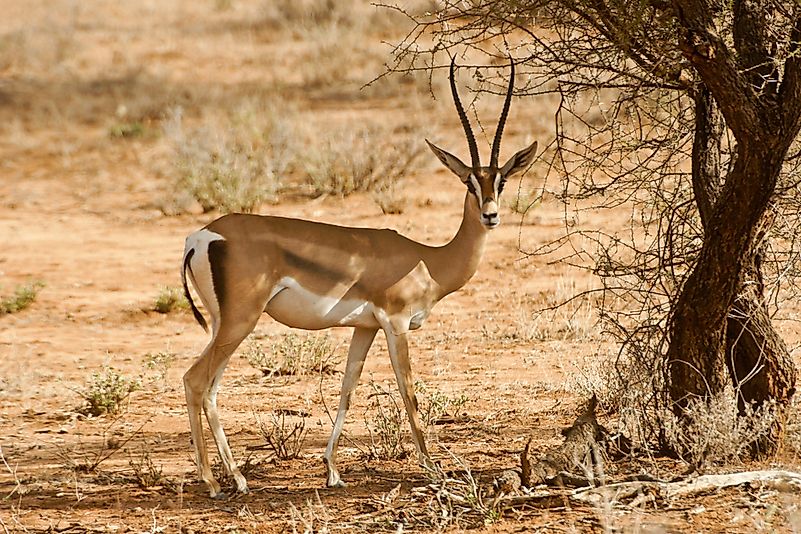 #9 Grant's Gazelle