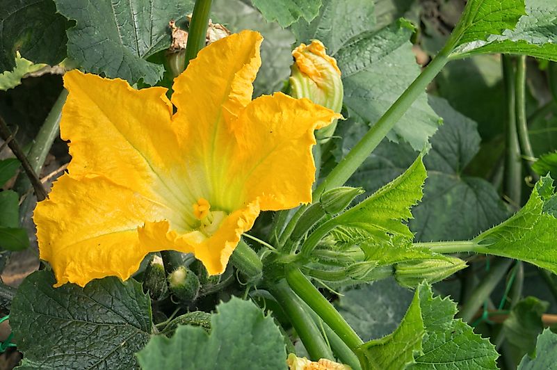 Zucchini Blossoms Zucchini Blossoms