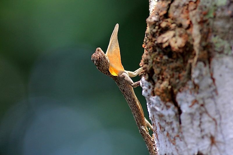 #2 Flying Lizard